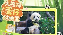 大熊猫“蛋仔”放映室①｜一同记录“蛋仔”的萌趣日常~