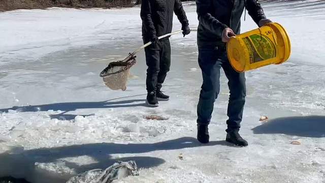 抓野生泥鳅鱼。