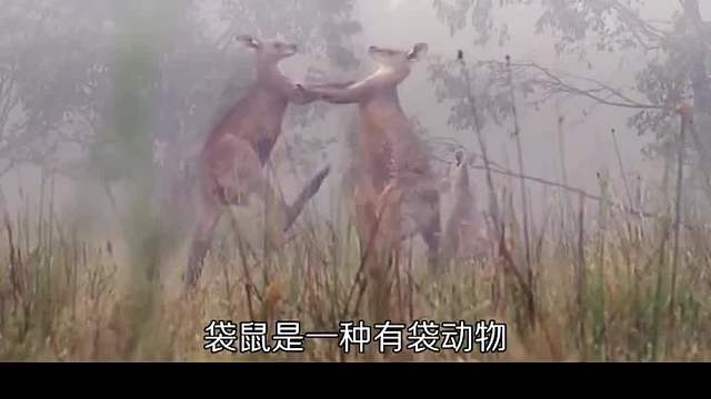 袋鼠的那点儿事