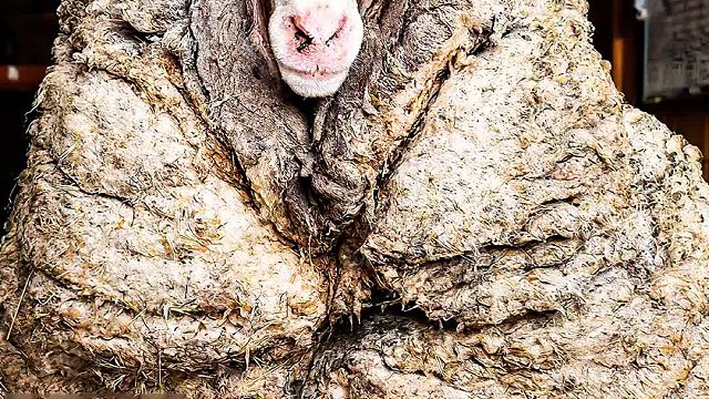 越狱失败的羊被抓，后果如此惨烈，惊呆羊群