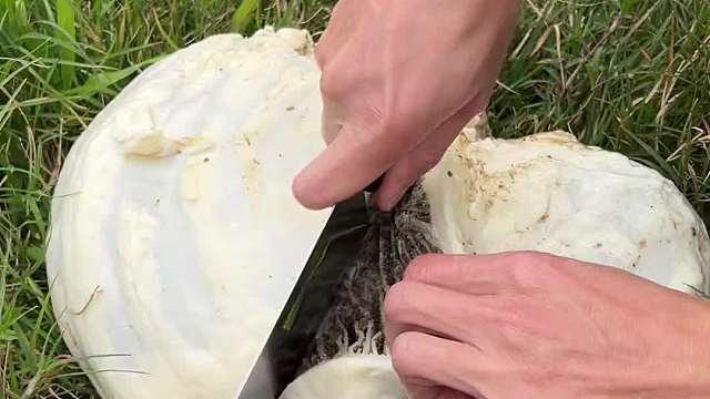  牛瘪汤你吃过吗？你敢吃吗？一个字：真香！