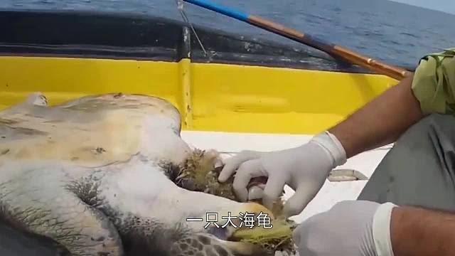 海龟误食2米渔网，被折磨的生不如死，救助过程让人心疼