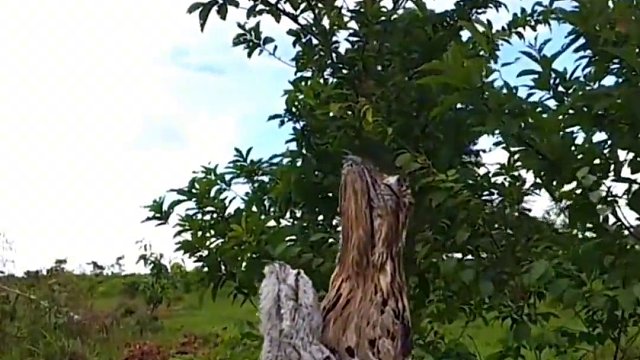 世界上最悲惨的鸟