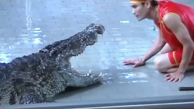 国外最危险的表演，鳄鱼口逃生