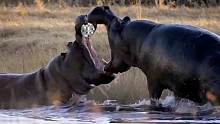 河马打架，姜还是老的辣啊