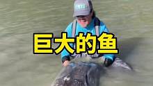 体长三米多年龄70到100岁之间的巨大鲟鱼 #钓鱼 #鲟鱼 #大鱼