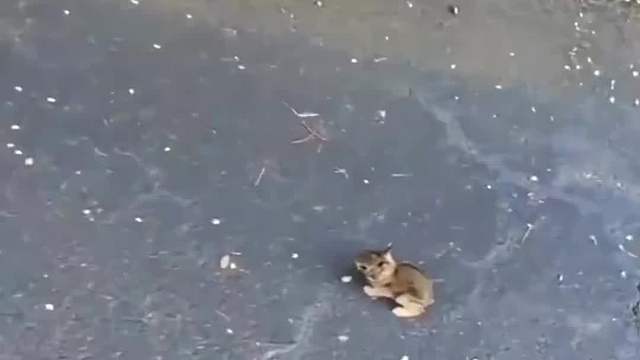 一开始：这也太小了吧，好可爱！ 一转眼：妈耶！