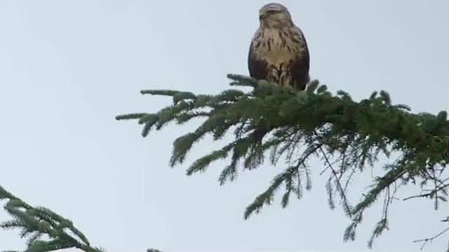 欠巨额话费的雕