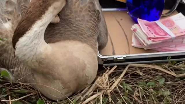 你知道这个鸭子为什么这么听话吗？