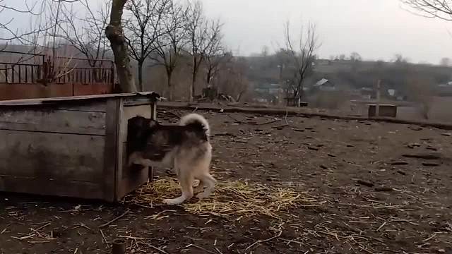 几只猎犬围着枯树狂吠，没一会儿功夫，竟发现一只“大家伙”！