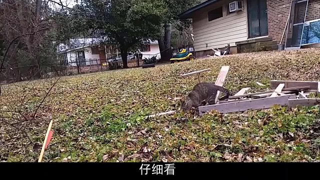 猫咪在草地上闲逛，却突然被一脚踢飞