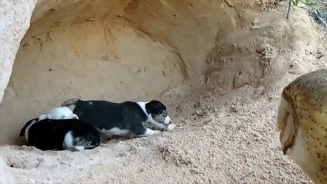 猫头鹰趁狗妈妈不在家，趁机偷袭狗窝里的小狗，真是太损了！ 