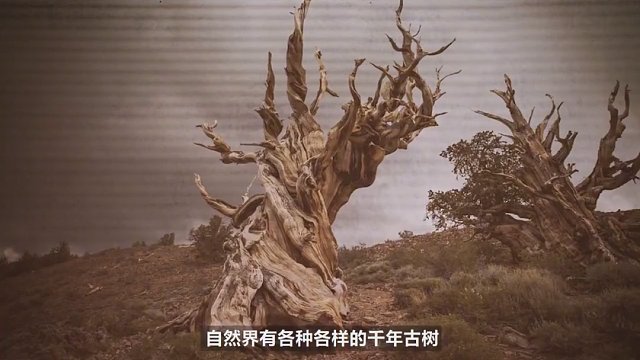 树的寿命极限是多久，它可以永生吗？