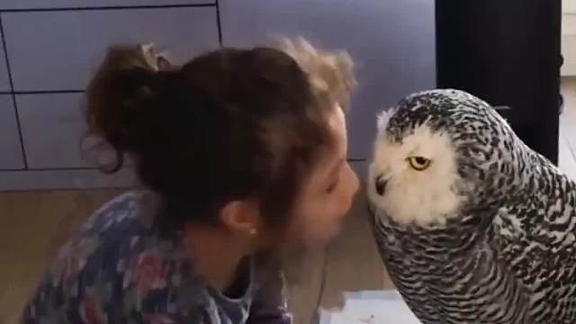 猫头鹰为报恩，强把死老鼠往主人嘴里塞时