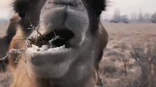 骆驼为什么喜欢吃刺？吃刺不扎嘴吗？