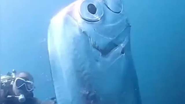 带鱼：没有梦想，和咸鱼有什么区别