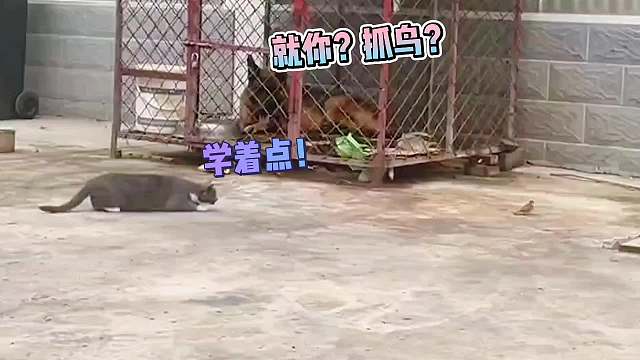 猫：你们对速度一无所知!