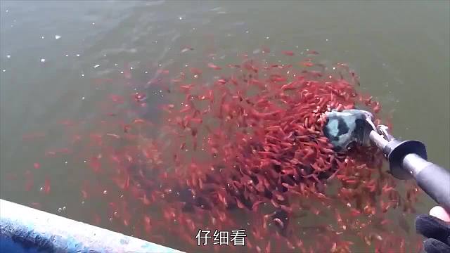 男子钓上一条大鱼，怎料下一秒一群鱼宝宝舍命救母，太感人了！