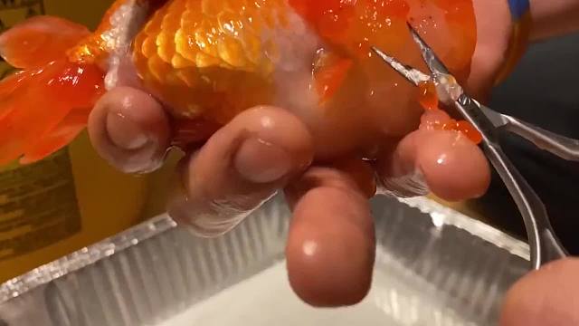 金鱼头上长出巨大“肉瘤”，主人亲自操刀剪肉，手都不带抖的！