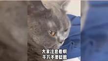 盘点那些被玩坏了的猫咪，服了你们这些老六，我咋有你这样的主人 #被玩坏的猫咪 #搞笑视频 