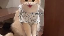 猫能不能别喊了啊，讨厌没有分寸感的麻麻