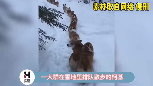 柯基生怕主人掉队了！