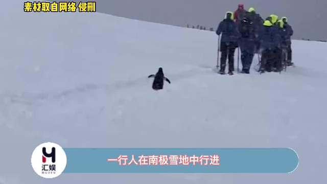 企鹅：你们等等我啊，跟不上啦！