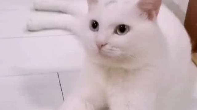 他平常喜欢卧在角落里的，都怪我太笨！