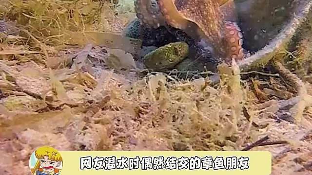 从此就是一只见过世面的章鱼