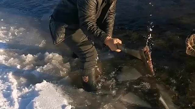 一个人破冰震鱼一个用抽锣子抄鱼完美组合。