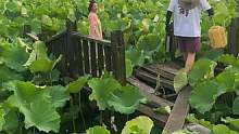 明明已经那么小心了，为何……#荷花 ：你踩到藕了！#拍照