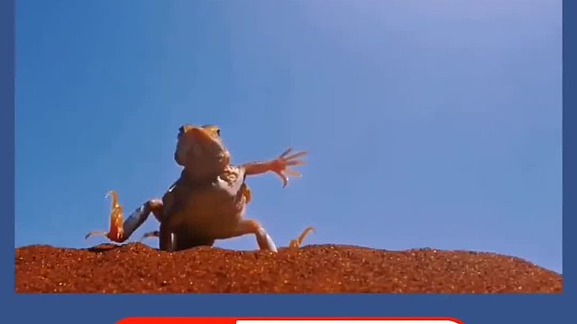 你见过沙漠中的蜥蜴是如何防止烫脚的吗？