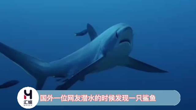 国外一位网友潜水的时候发现一只鲨鱼，看起来好像一架小飞机
