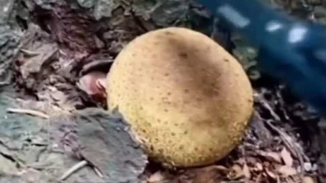 云南每年都有人吃这玩意中毒