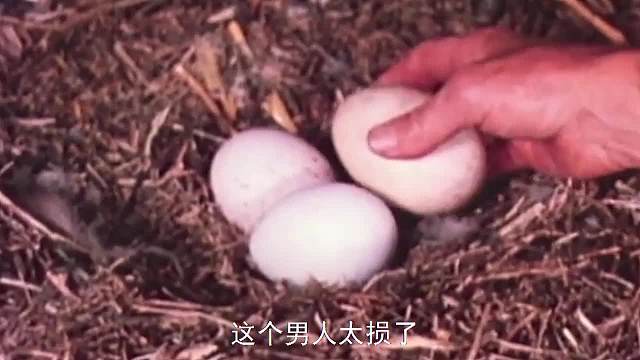 男人把老鹰蛋换成鸭蛋，待鸭子出壳后，老鹰的反应真是太逗了