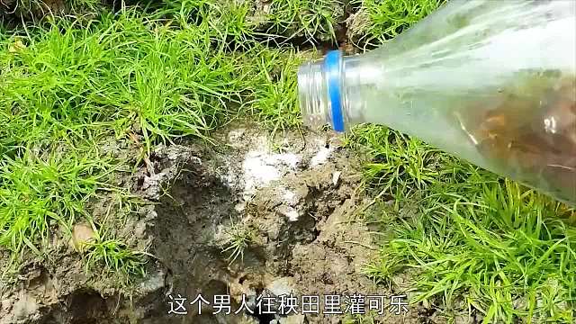 男人往秧田灌可乐，鱼儿自动送上门，这算哪门子奇葩事？