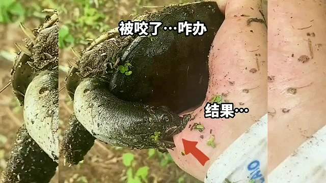 被咬了…咋办？真是惹不起啊！