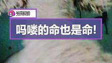 小猴没惹你们任何人，放过小猴吧 #搞笑