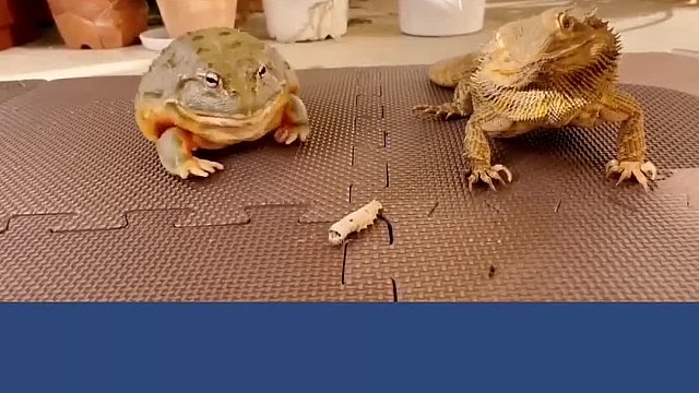 牛蛙跟着蜥蜴混，三天饿九顿