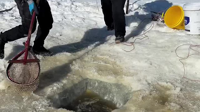 得用力才能砸晕鱼