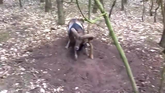 盘羊羊角被卡树上，男子好心救助，盘羊的反应让人哭笑不得！ 