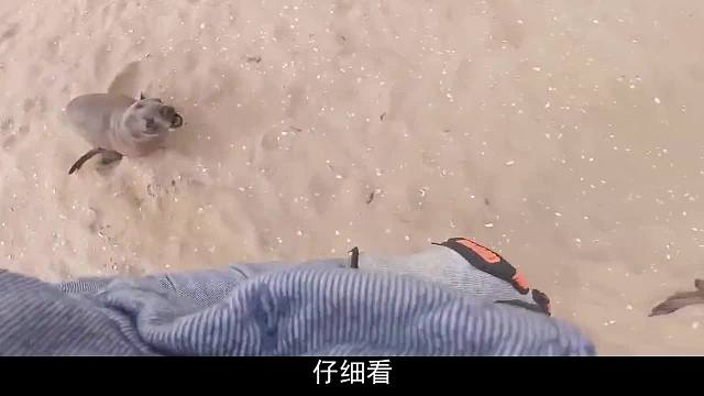 男子好心救助海豹，不料被海豹反咬一口，太不容易了！