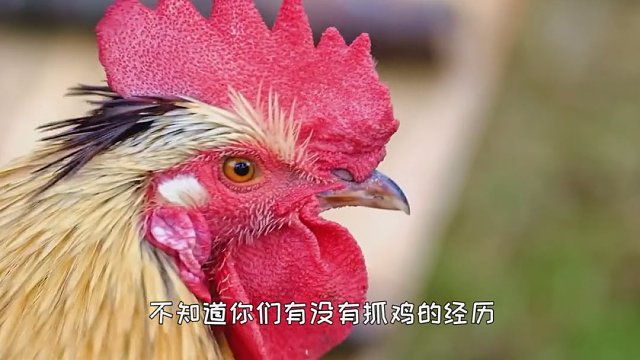 在鸡面前画条线，为什么鸡就不能动了？关键时刻能保鸡命！