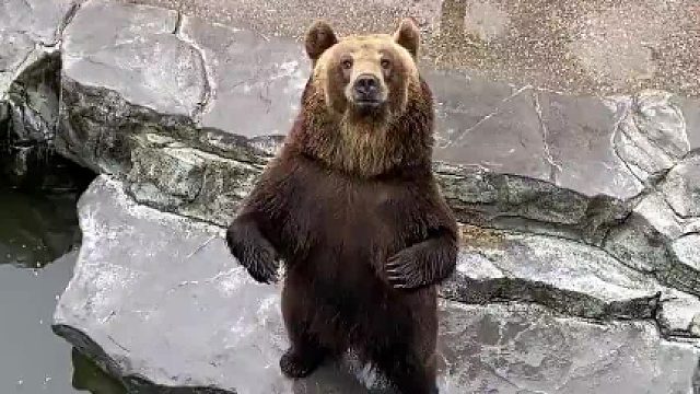 熊：这一口苹果的能量都没有我转两圈消耗的多！