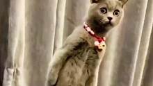 盘点猫咪吓一跳的激萌反应，这就是猫咪不喜欢狗的原因#猫咪的迷惑行为 #吓一跳的真实反应 #猫咪