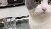 小猫咪会有什么坏心思呢#猫的迷惑行为 #猫咪会有什么坏心眼呢 