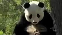 大熊猫顶着烈日不肯回室内，这可急坏了天津“奶爸”。#大熊猫 #奶爸#天津人#急坏了#大熊猫习性
