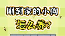 #新手养狗必须知道的几件事！狗狗刚到家，哪些行为正常，哪些不正常？一条视频让你安心！#养狗经验分享 