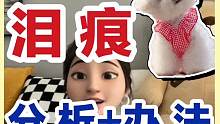 比熊泪痕/狗狗泪痕/先分析，后解决！不要盲目买买买！！#比熊 #狗狗 #科学养宠攻略  #萌宠 #狗