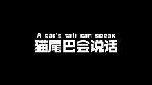 想拿捏喵星人，读懂猫尾巴是第一步！#宠物科普 #猫咪知识 #新手养猫
